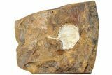 Fossil Ginkgo Leaf From North Dakota - Paleocene #238828-1
